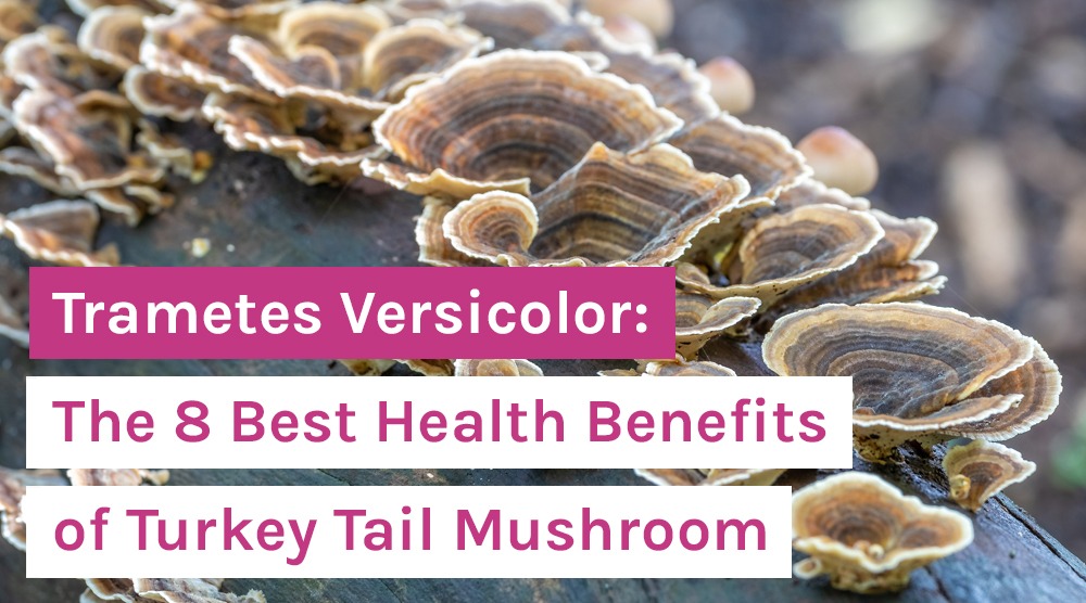 Health Benefits of Turkey Tail Mushroom