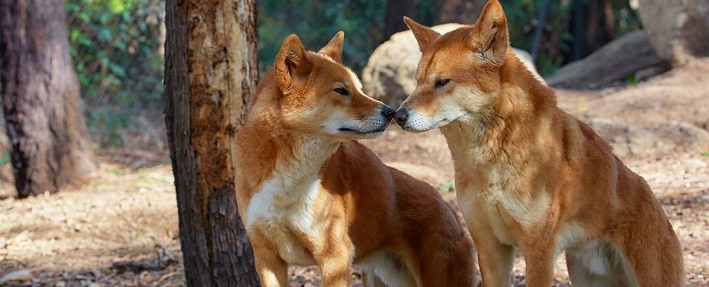 Pair of Australian Dingoes