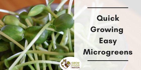 Grow Your Own Microgreens