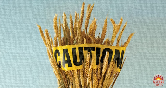 Wheat Caution