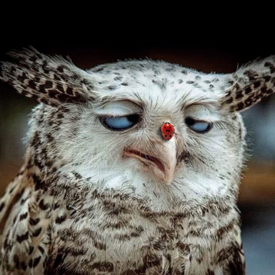 The Owl And The Ladybird