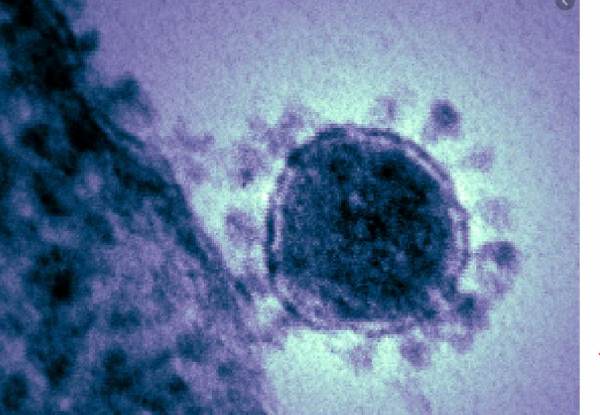 Coronavirus and Cell