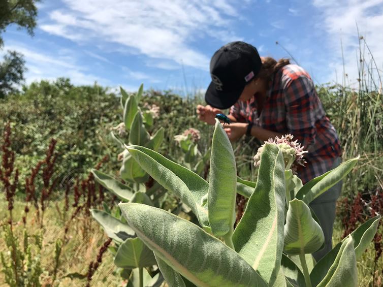 Milkweed