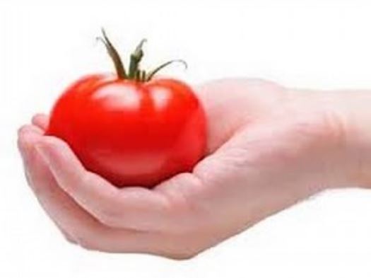 A Tomato In The Hand