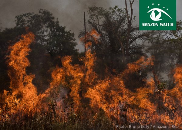 Amazon Watch Bushfire