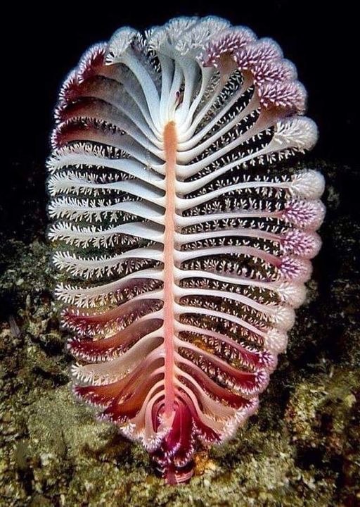 A Sea Pen