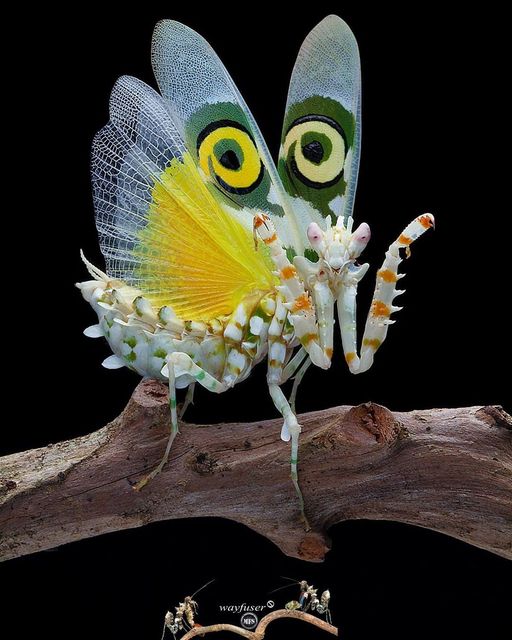 Spiny Flower Mantis