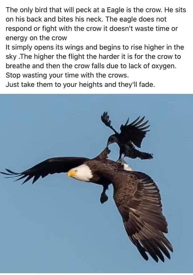 The Eagle And The Crow