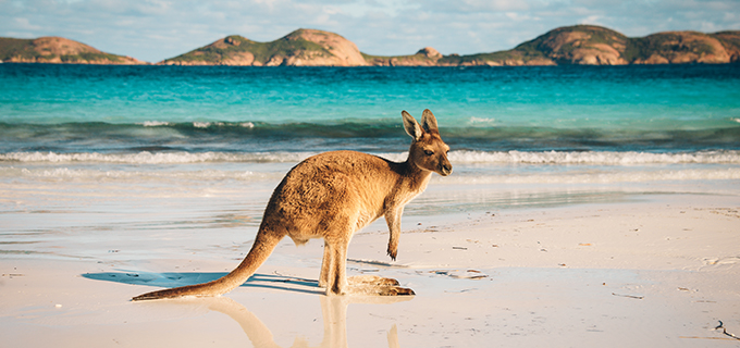 Wallaby on Beach