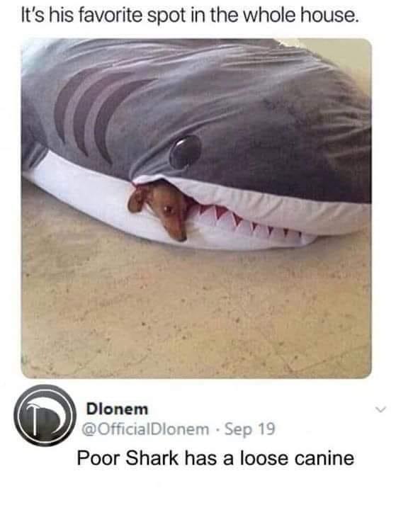 Poor Shark Has Loose Canine!