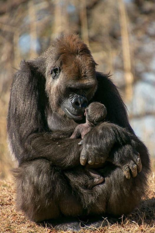 Mother And Baby Gorilla