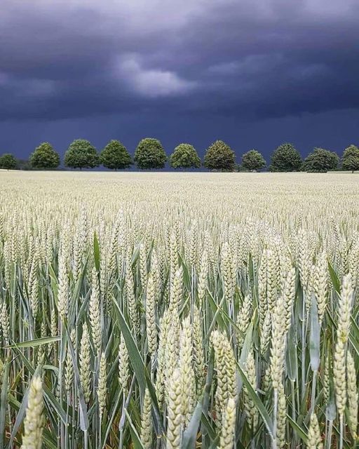 Wheat Field