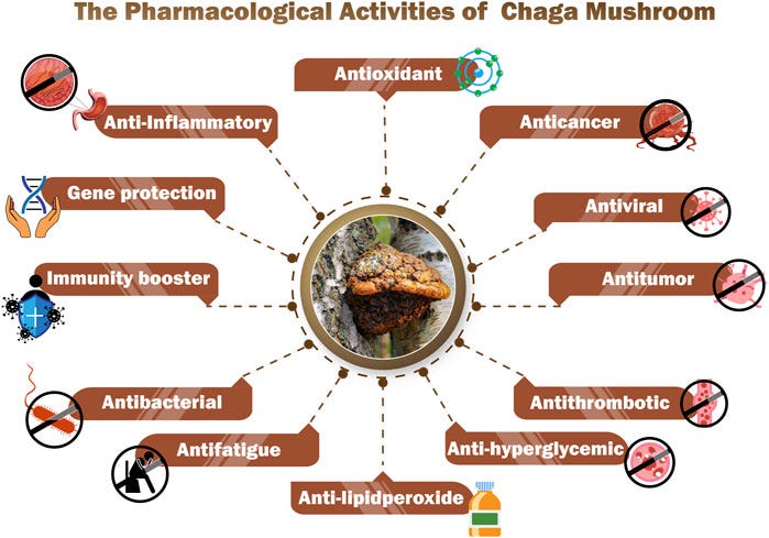 Chaga Benefits