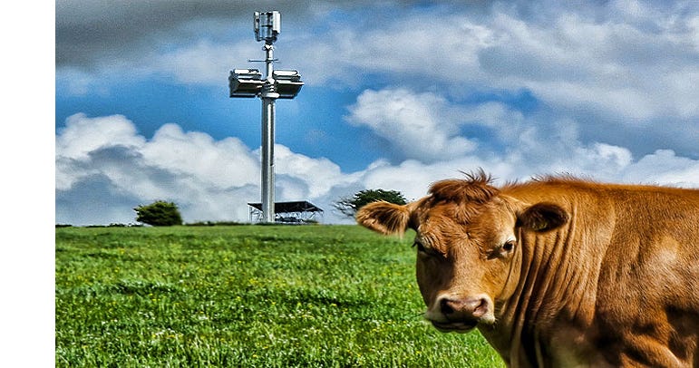 Cow and 5G Tower