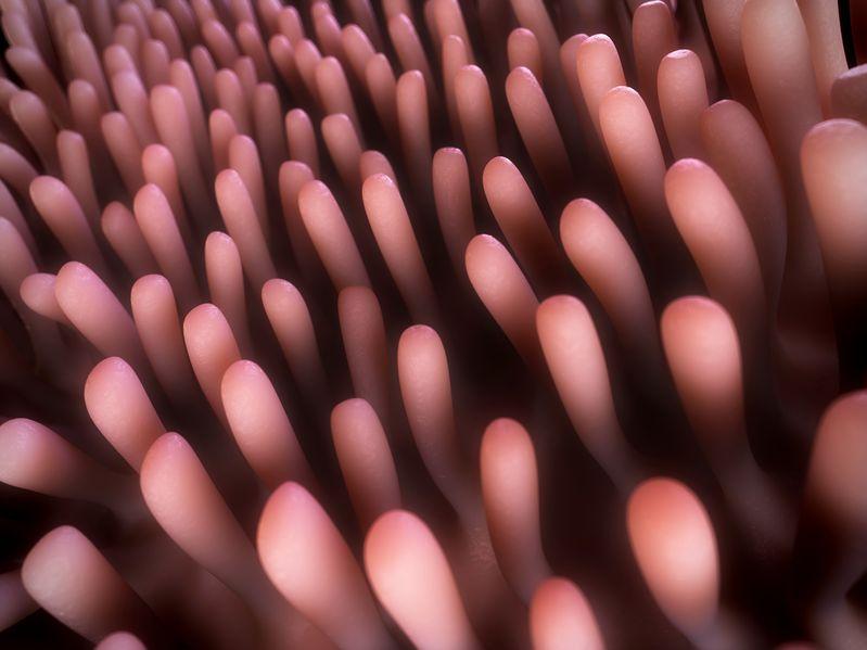 Villi