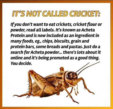 Acheta Protein - Crickets To That!