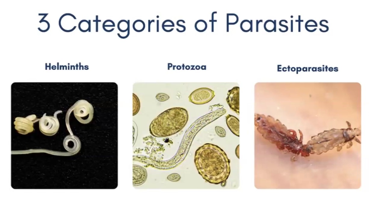 Parasite Types