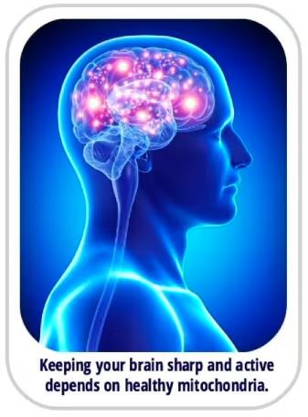 Brain Nourishment
