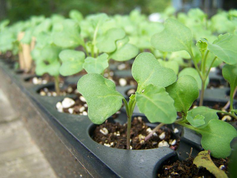 Broccoli Sprouts