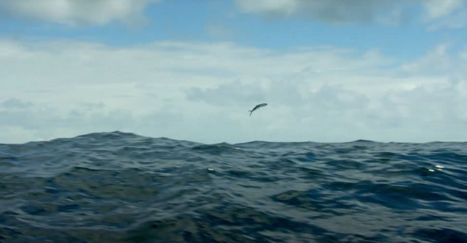 Flying Fish