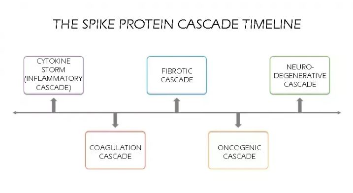 Spike Protein Cascade Timeline