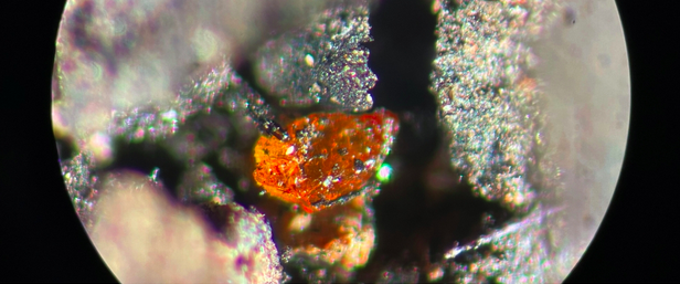 Antarctic Amber