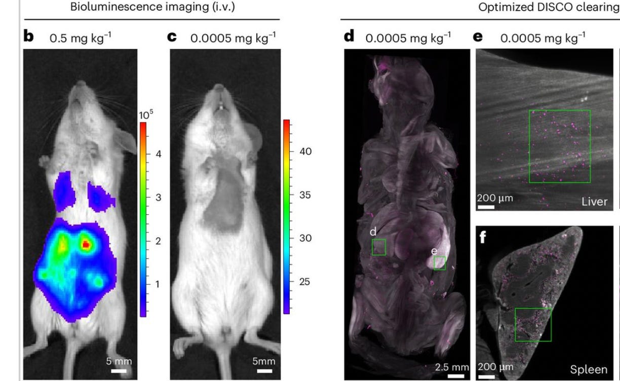 LNPs In Mouse
