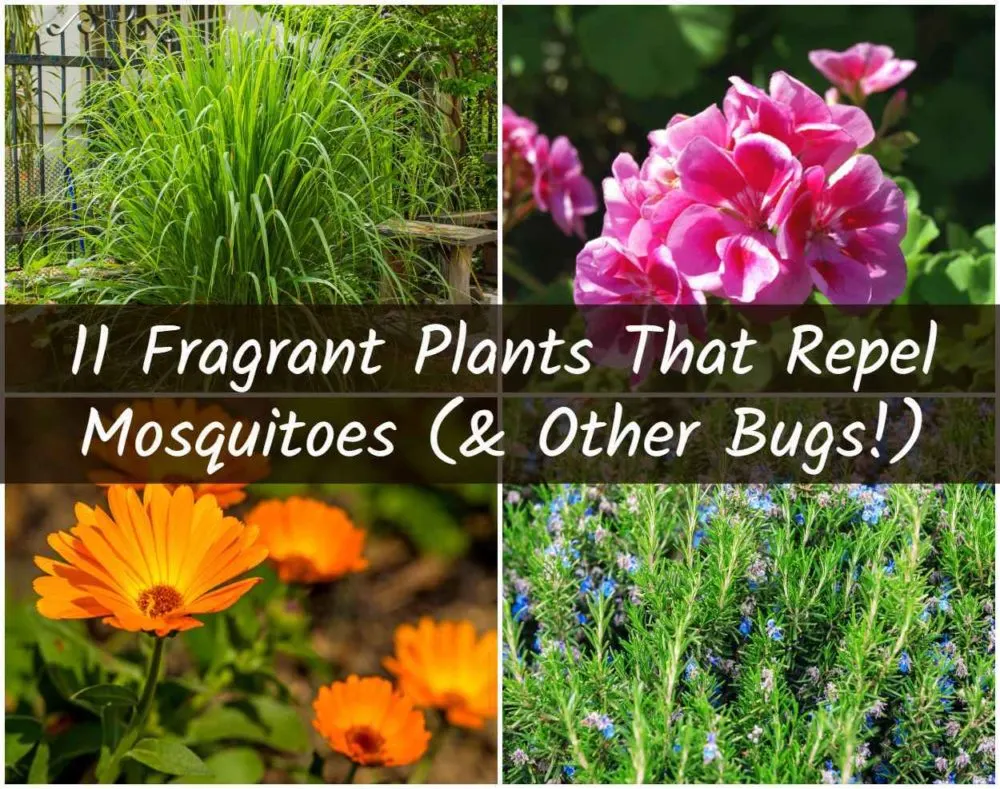 Mosquito Plants Collage