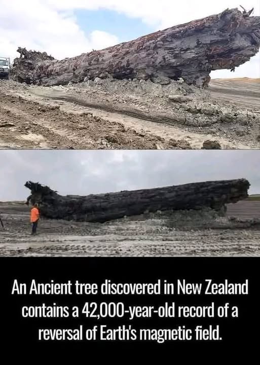 Ancient Tree Remains