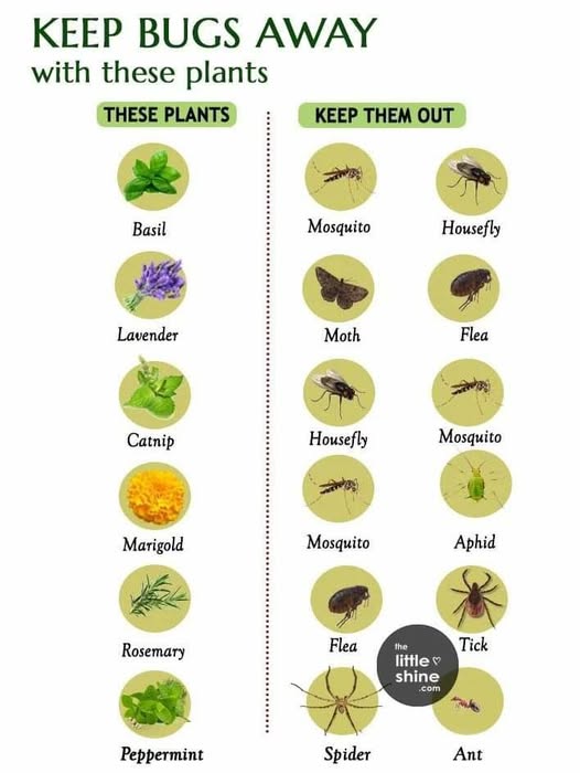 Bug Repellent Plants