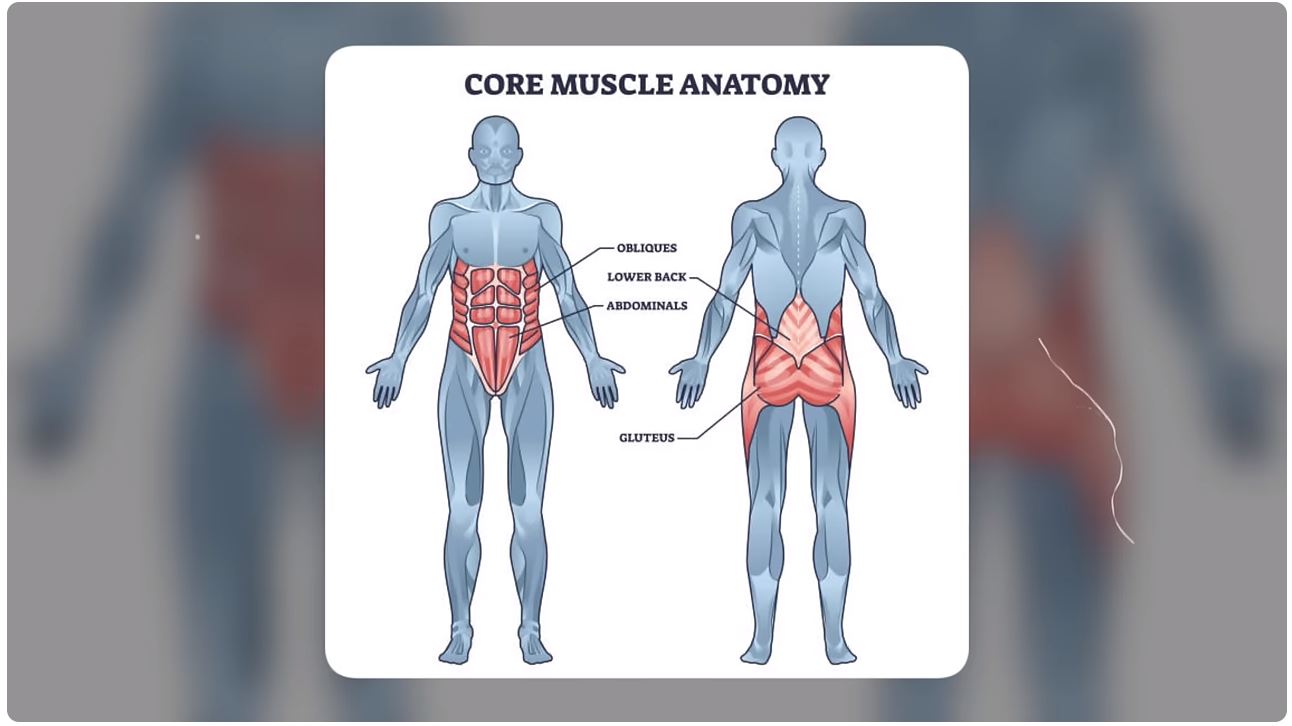 Core Muscles