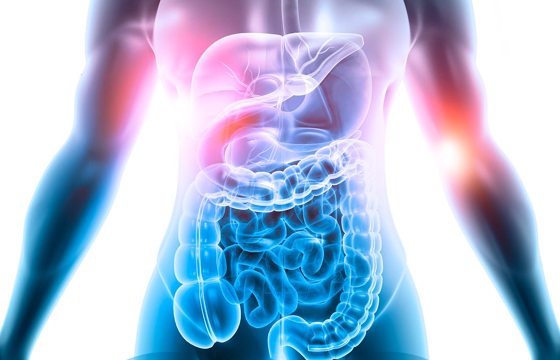 Digestive System Stylized