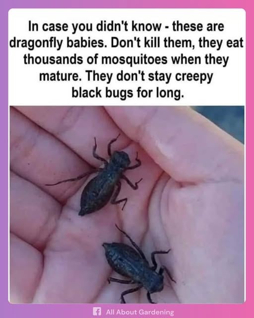 Dragonfly Babies