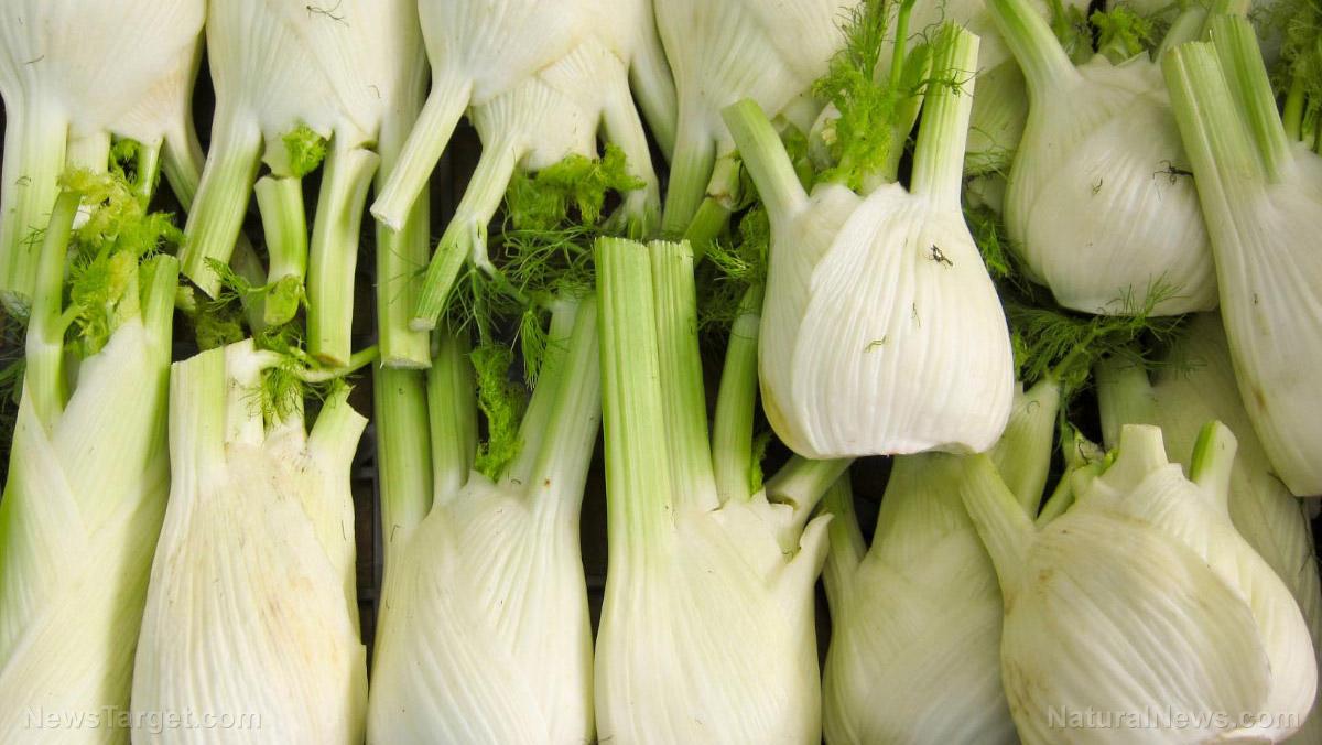 Fennel