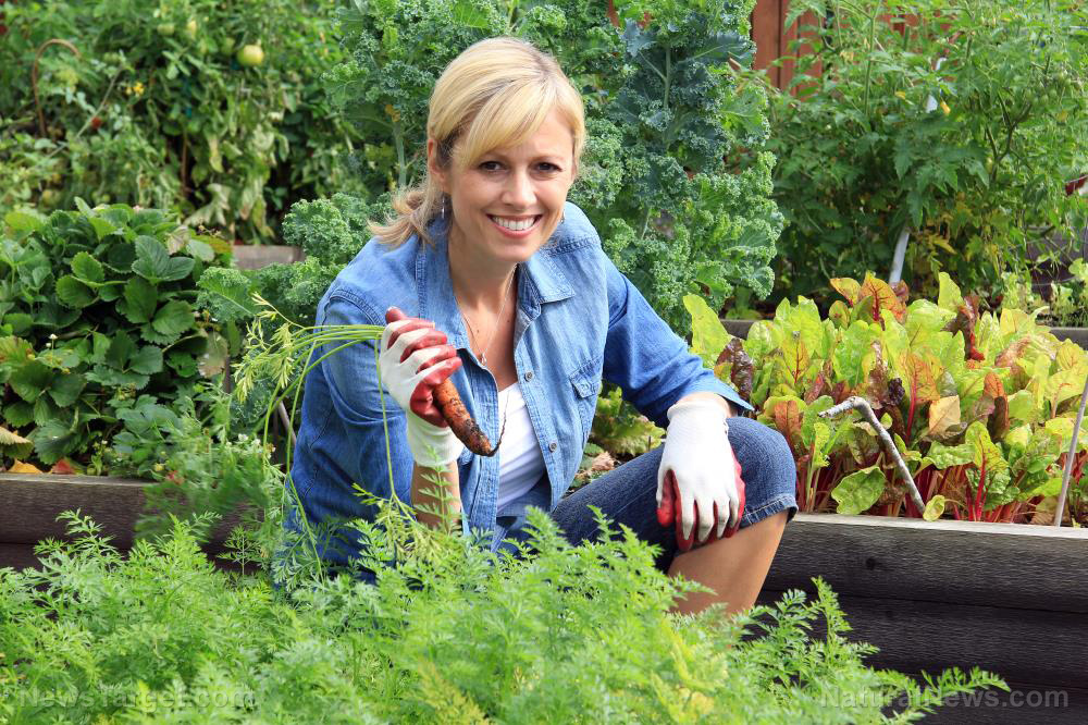 Garden Vegetable Woman Community Produce Bed