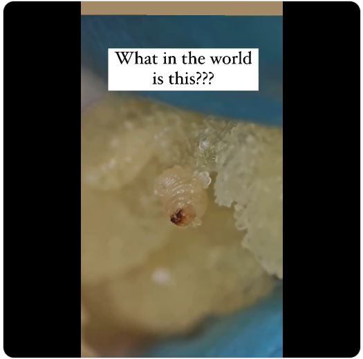 Maggot In Fries