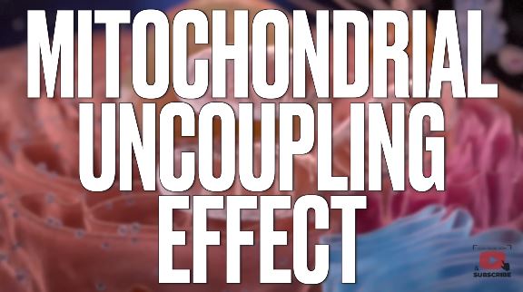 Mitochondrial Uncoupling