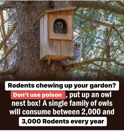 Owl Box Rodent Control
