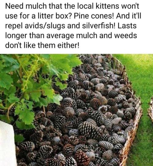 Pine Cone Mulch