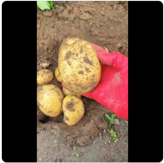 Potato Harvest