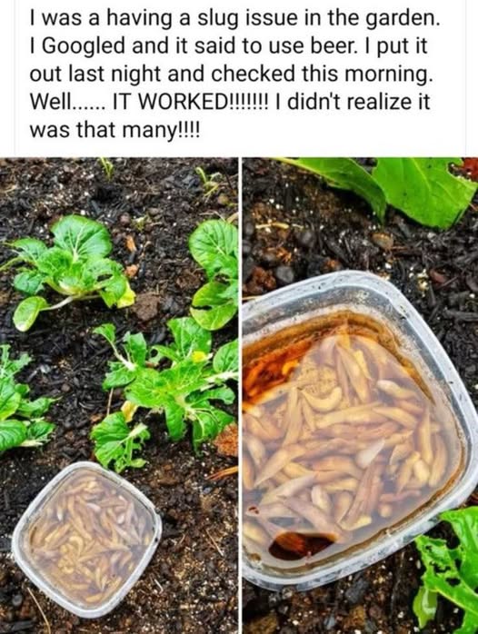 Slug Bait