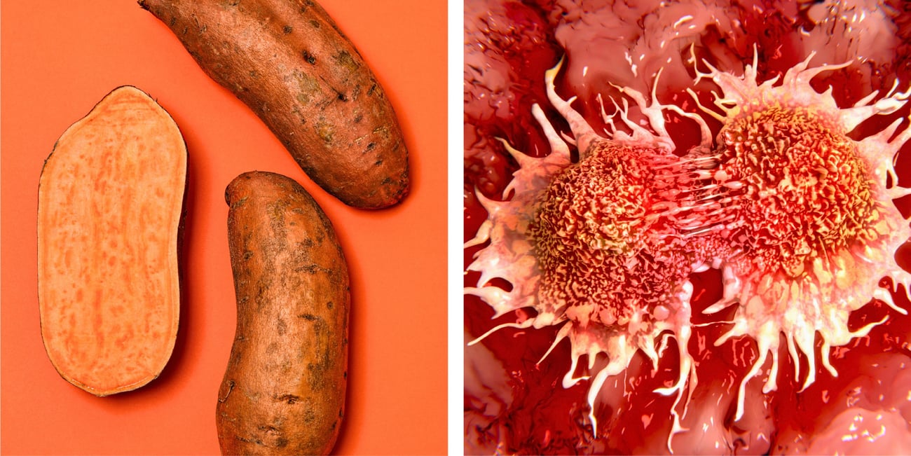Sweet Potato vs Cancer Cells
