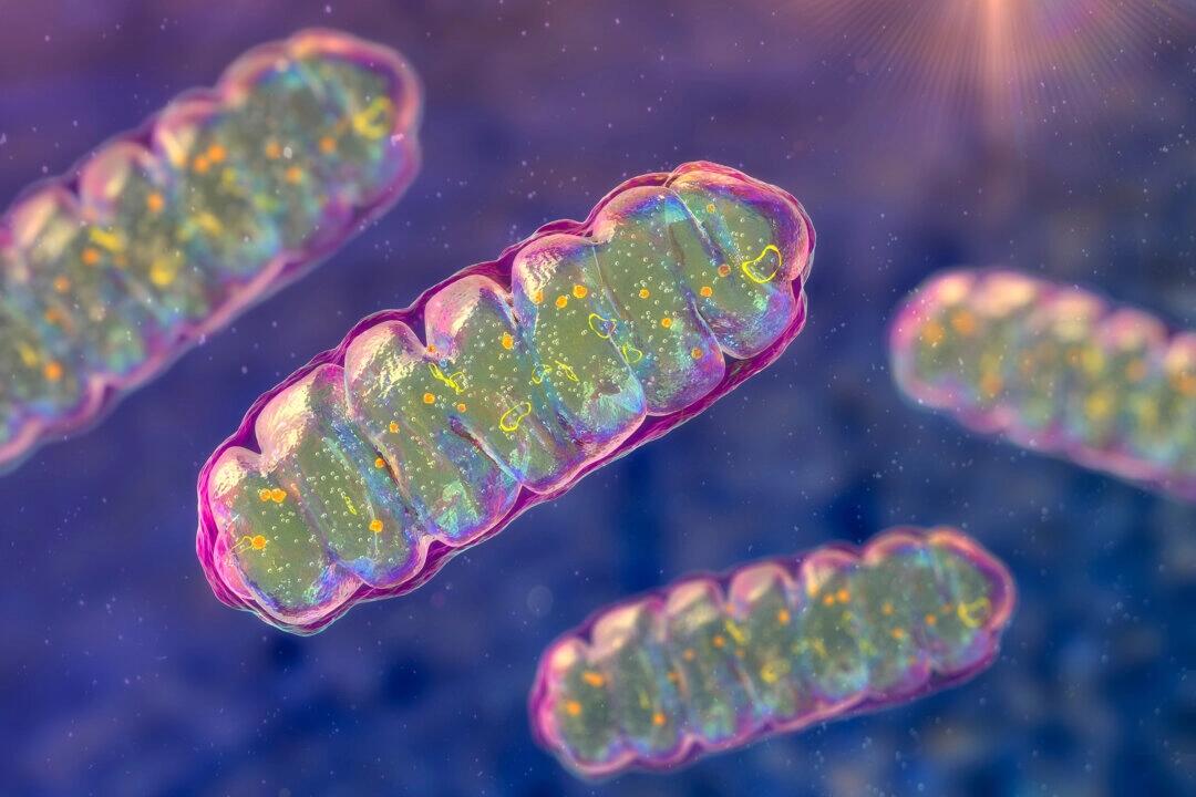 Mitochondria