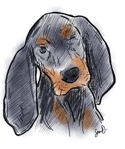 Sean's Dog