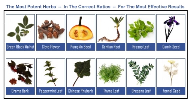 Anti Parasite Herbs