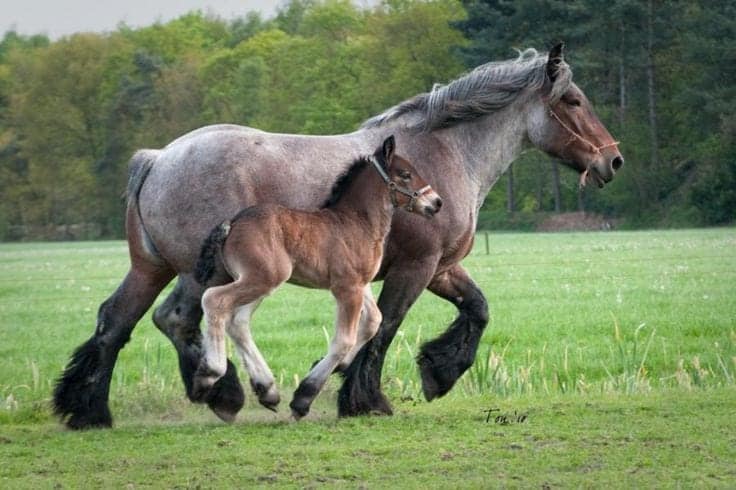 Mother and Foal
