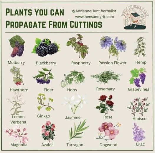 Plants You Can Propagate