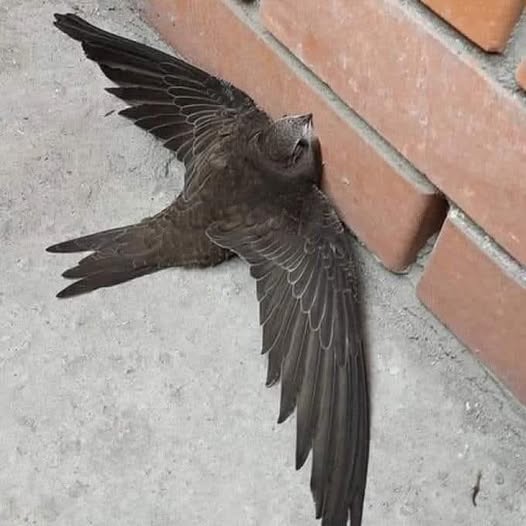 A Not So Swift