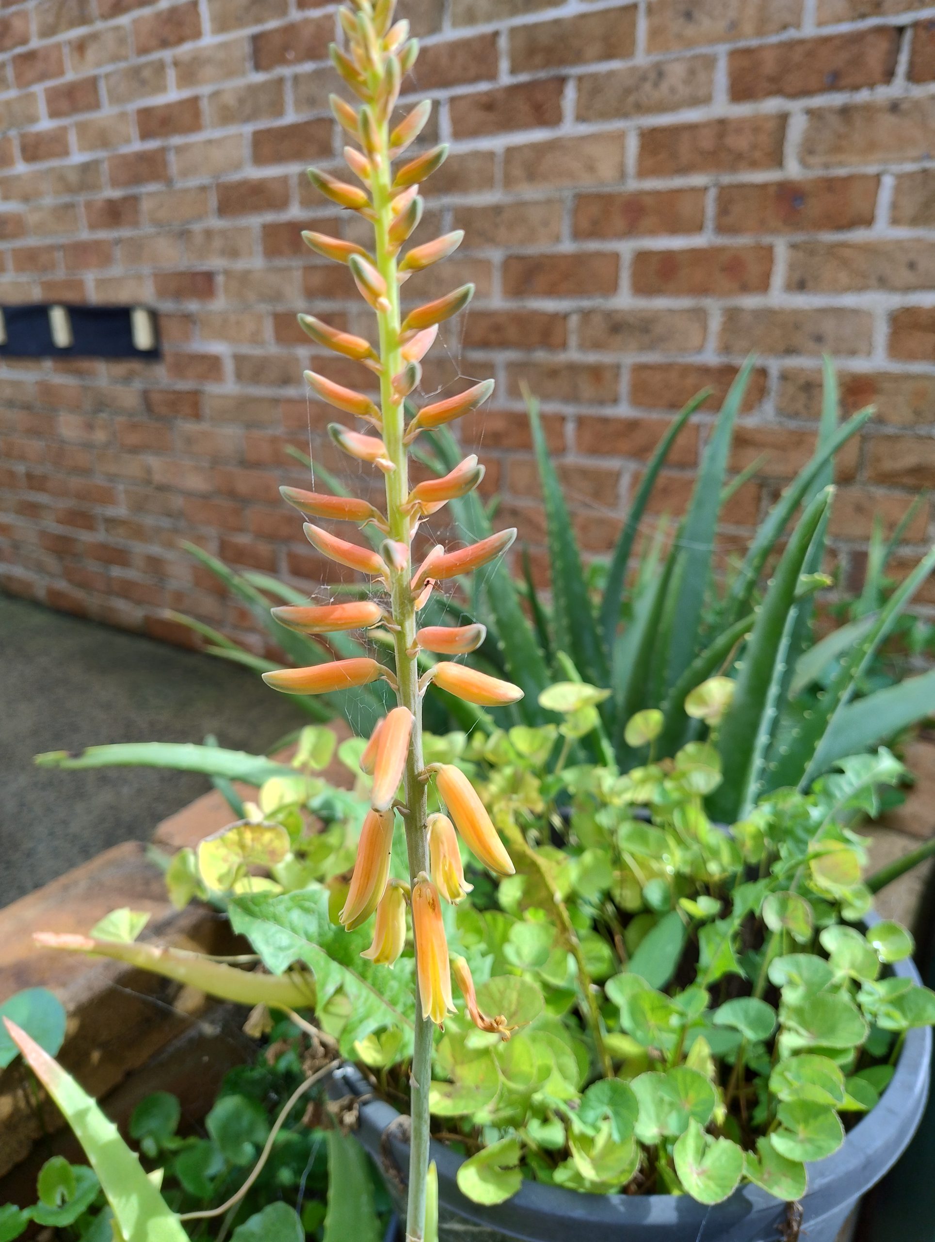 Aloe Vera Flower