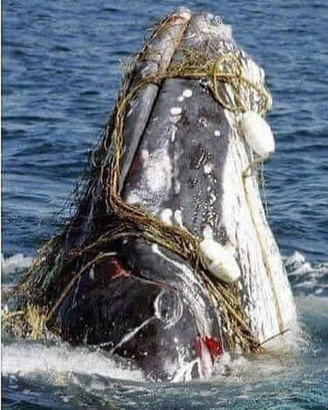 Net Trapped Whale Rescued